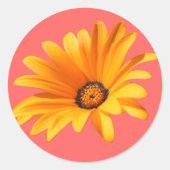 オレンジ色のケープデイジーと生きているサンゴの背景。 ラウンドシール (正面)
