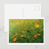 オレンジ色のコスモス：日本 ポストカード (正面/裏面)