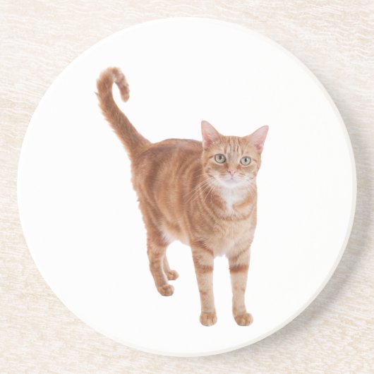 オレンジ色のタビー猫が立つ コースター (正面)