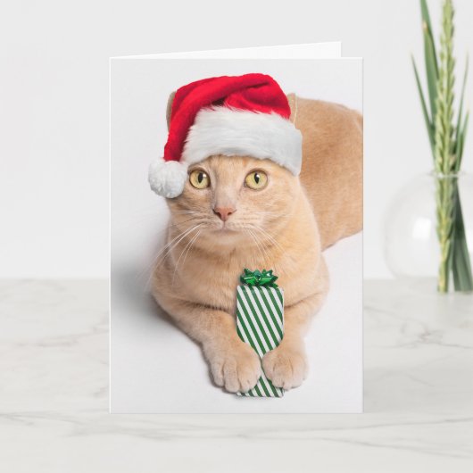 オレンジ色のタビー猫のためのメリークリスマス シーズンカード (正面)