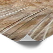 オレンジ色のタブビーキャットアイズ ポスター (角)