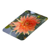 オレンジ色のダリアが緩い水平マグネット マグネット (左側)