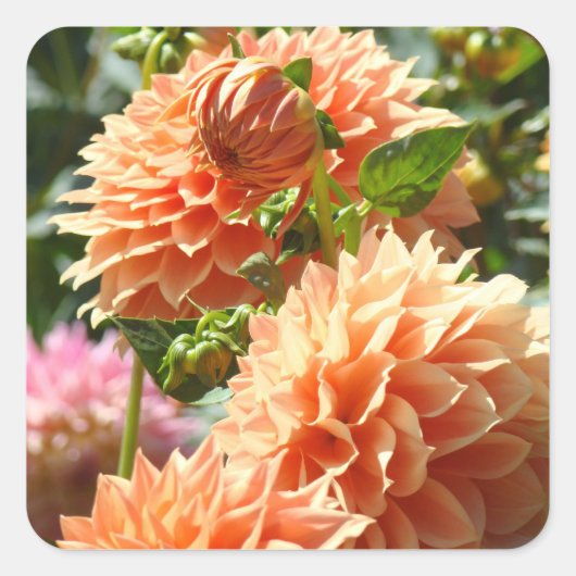 オレンジ色のダリアの花のステッカー 封筒 シール (正面)