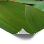 オレンジ色のチューリップ彫刻ポスター ポスター (角)