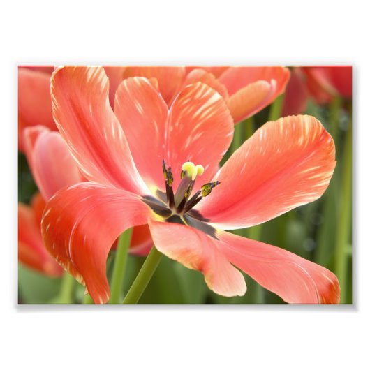 オレンジ色のチューリップ開花 フォトプリント            (正面)