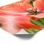 オレンジ色のチューリップ開花 フォトプリント            (角)