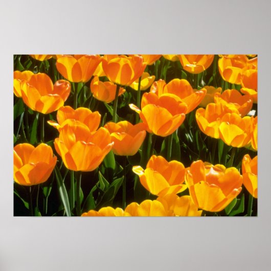 オレンジ色のチューリップ ポスター (正面)