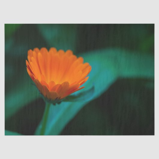 オレンジ色のデイジー花の写真 薄葉紙 (正面)