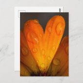 オレンジ色のデイジー花びらハート水滴写真 ポストカード (正面/裏面)