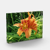 オレンジ色のデイリーの花（横） フォトブロック (左)