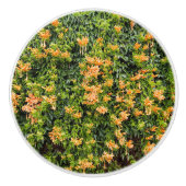 オレンジ色のトランペットの花が壁に咲き セラミックノブ (正面)