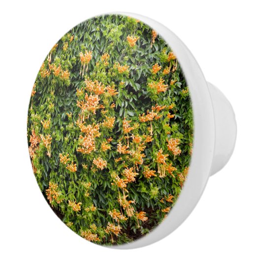 オレンジ色のトランペットの花が壁に咲き セラミックノブ (右)