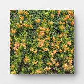 オレンジ色のトランペットの花が壁に咲き フォトプラーク (正面)