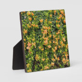 オレンジ色のトランペットの花が壁に咲き フォトプラーク (正面)