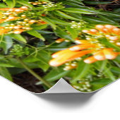 オレンジ色のトランペットの花が壁に咲き ポスター (角)