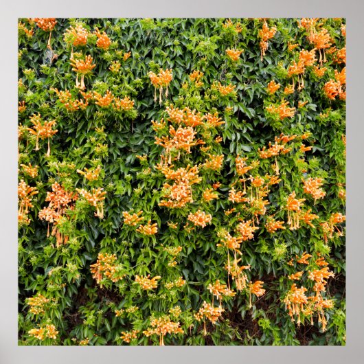 オレンジ色のトランペットの花が壁に咲き ポスター (正面)