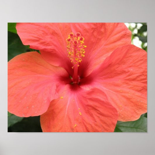 オレンジ色のハイビスカスの花のマクロプリント ポスター (正面)