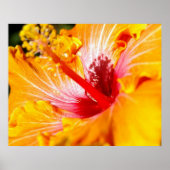 オレンジ色のハイビスカスの花 横からの見た目 30x24 ポスター (正面)