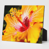 オレンジ色のハイビスカスの花　横から見た図 フォトプラーク (側面)