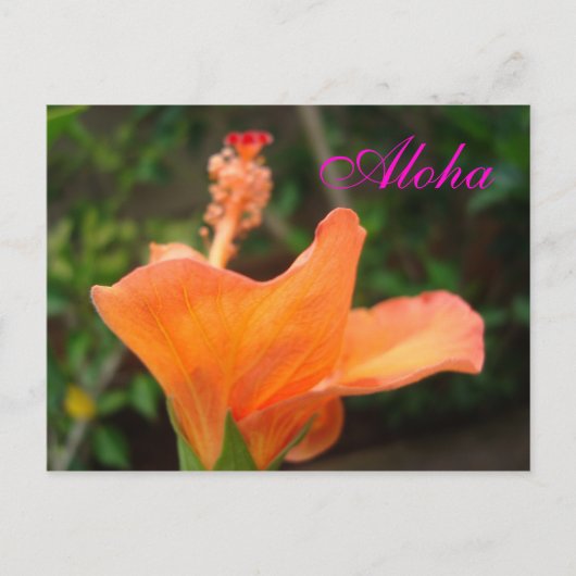 オレンジ色のハイビスカスハガキ ポストカード (正面)