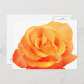 オレンジ色のバラのポストカード ポストカード (正面/裏面)