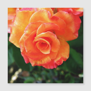 オレンジ色のバラの花