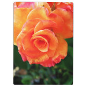 オレンジ色のバラの花 クリップボード (裏面)