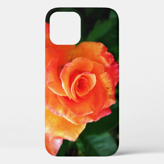 オレンジ色のバラの花 Case-Mate iPhoneケース (裏面)
