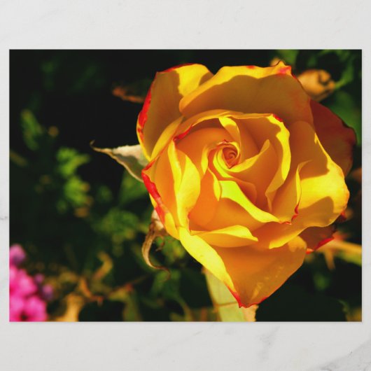 オレンジ色のバラ チラシ (正面)