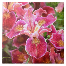 オレンジ色のピンクのアイリス タイル