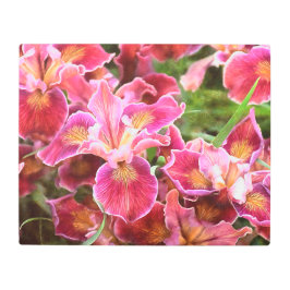 オレンジ色のピンクのアイリス メタルプリント