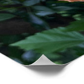 オレンジ色のフラワーフォトポスター ポスター (角)