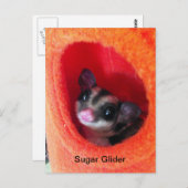 オレンジ色のベッドに砂糖ぶら下がったグライダー ポストカード (正面/裏面)