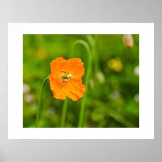 オレンジ色のポピーが咲く夏の花が緑色の写真に写る ポスター (正面)