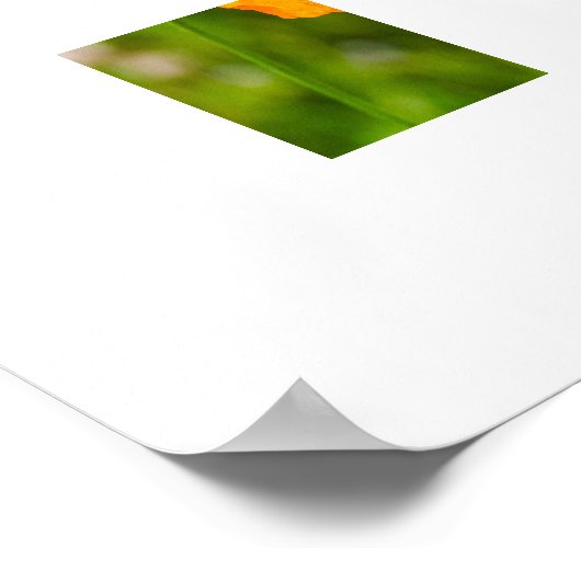 オレンジ色のポピーが咲く夏の花が緑色の写真に写る ポスター (角)