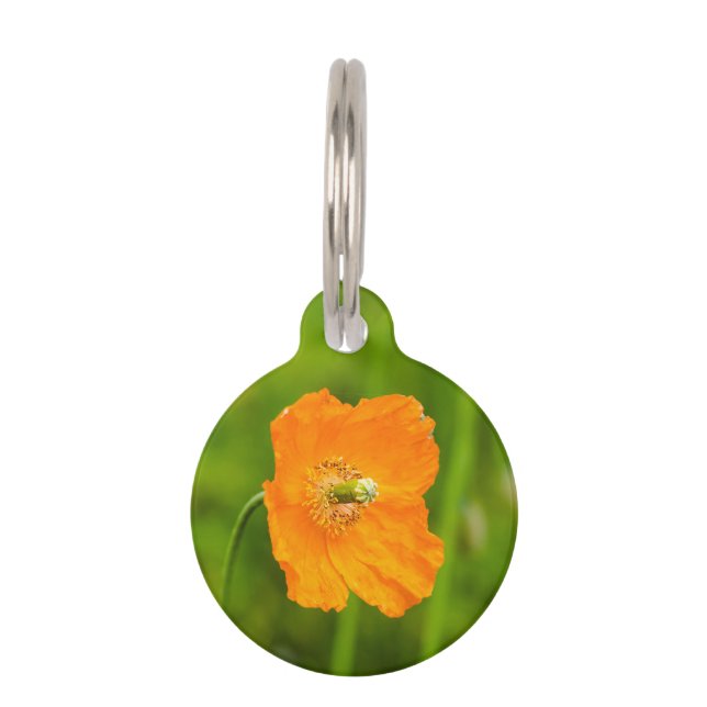 オレンジ色のポピーの花の写真の名前と電話番号 ペット　ネームタグ (正面)