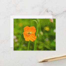 オレンジ色のポピー花の緑の夏の写真 ポストカード