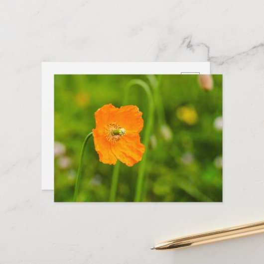 オレンジ色のポピー花の緑の夏の写真 ポストカード (正面/裏面インサイチュ)