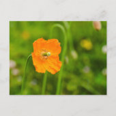 オレンジ色のポピー花の緑の夏の写真 ポストカード (正面)