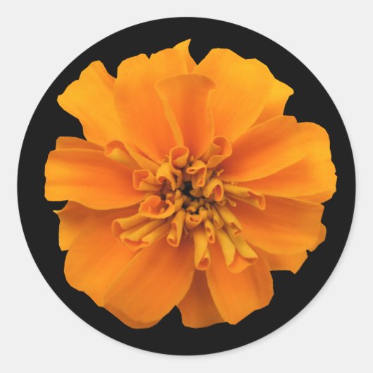 オレンジ色のマリゴールドの花を黒に ラウンドシール (正面)