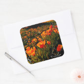 オレンジ色のメキシコの金ゴールドのケシが春に咲く スクエアシール (封筒)