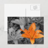 オレンジ色のユリの手色 ポストカード (正面/裏面)