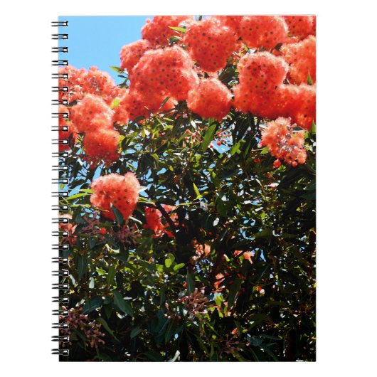 オレンジ色のユーカリの花の木, ノートブック (正面)