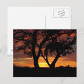 オレンジ色の夕日 ポストカード (正面/裏面)