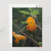 オレンジ色の宝石「朝の光」 ポストカード (正面/裏面)