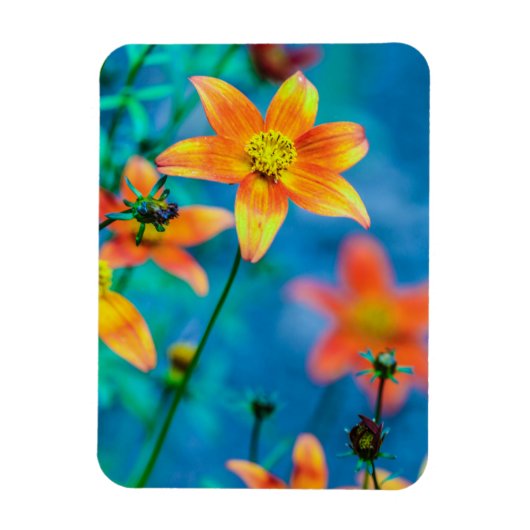 オレンジ色の星型花 マグネット (縦)