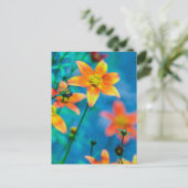 オレンジ色の星花 ポストカード (スタンド正面)