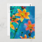 オレンジ色の星花 ポストカード (正面/裏面)