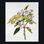 オレンジ色の木の花、'ラGuirlande de de Julie'から ポスター<br><div class="desc">fol.71オレンジの木の花， 'La Guirlande de de de Julie',  c.1642 |ニコラスロバート |アートの場所：プライベートコレクション |アーティストフランスのー |画像収集番号： XIR237397</div>