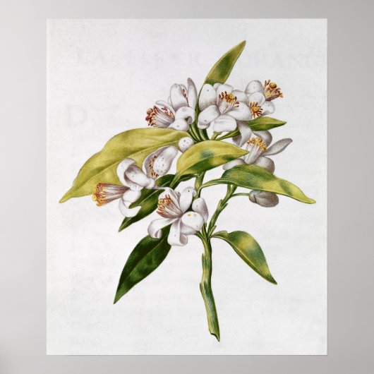 オレンジ色の木の花、'ラGuirlande de de Julie'から ポスター (正面)